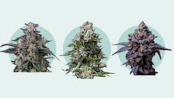 Leafly’s top 5 feminized seeds of 2025 image
