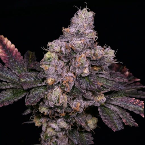 A detailed NUG photo of the Zsunami strain from the archive seed bank, one of our best feminized seeds, picks
