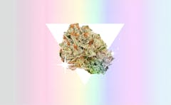 Get ready for Pride weekend with us as we pair some of our favorite queer icons with the strains we think they’d smoke.