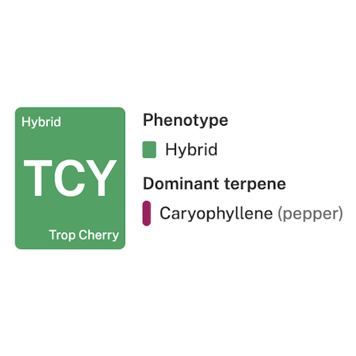 Trop Cherry strain tile, one of our picks for the best strains for dabbing
