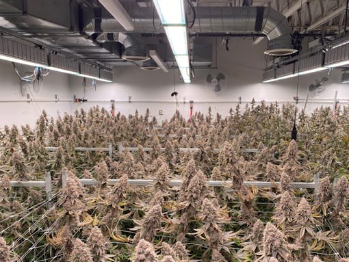 Trap To Table legal cannabis grow room in new york.