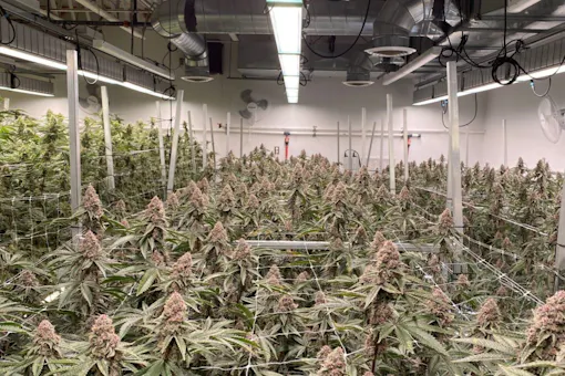 Trap To Table legal new york grow