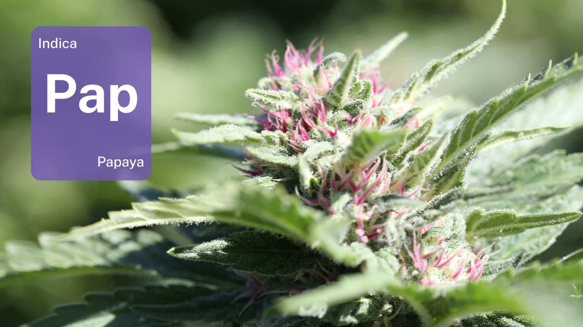 Papaya from the Petaluma Gap: Check out Luma Farms’ perfect cut image