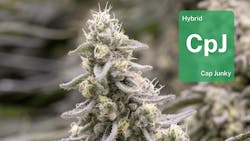 Cap Junky from Madison Heights: Take a look at Holistic Industries’ take on the iconic strain image