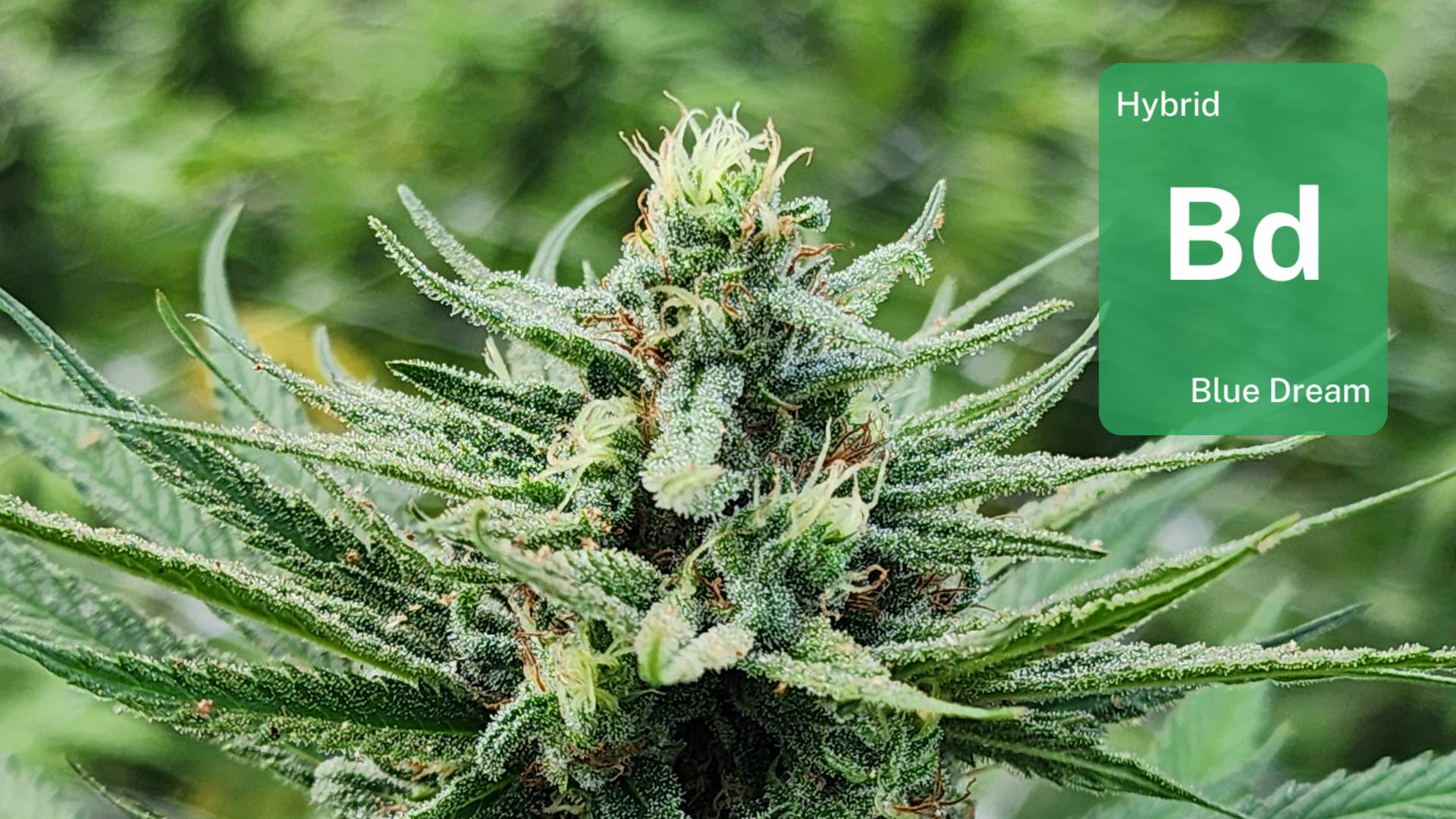 Blue Dream from Trinity County: See how Sol Spirit Farm uses innovative techniques to bring the legendary strain to life image