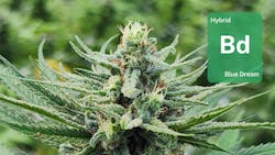 Blue Dream from Trinity County: See how Sol Spirit Farm uses innovative techniques to bring the legendary strain to life image