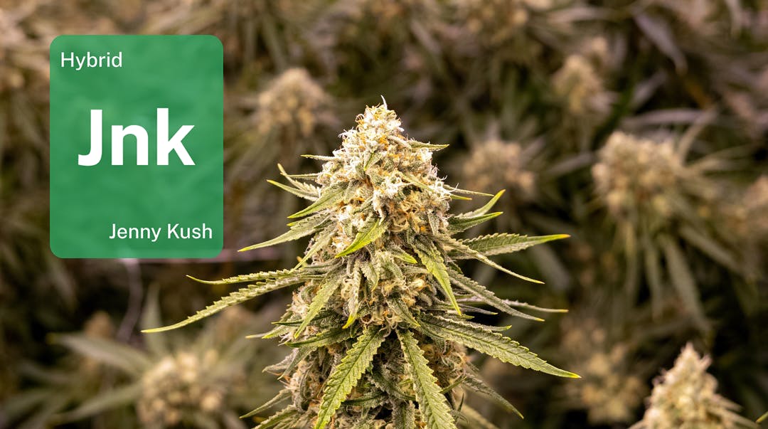 Jenny Kush in Chicago: Learn why Illinois loves Jenny with Aeriz image