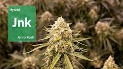 Jenny Kush in Chicago: Learn why Illinois loves Jenny with Aeriz image