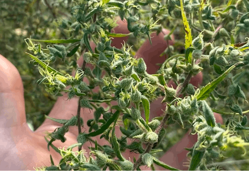 Harvest strains 2025