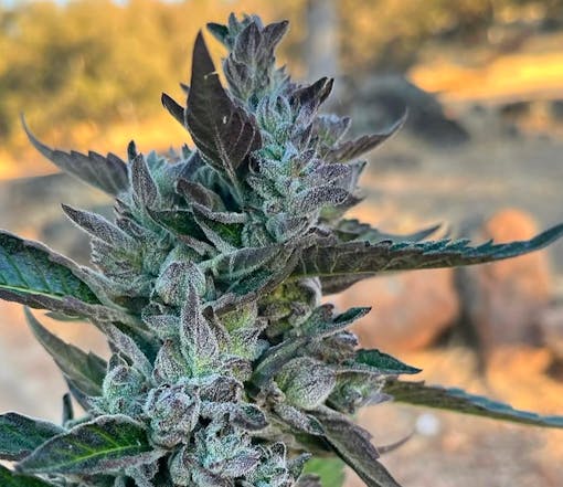 Harvest strains 2025