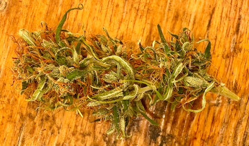 Harvest strains 2025