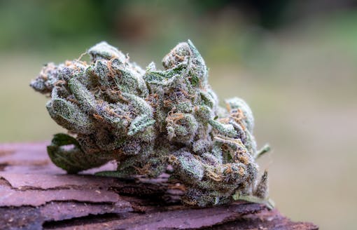 Harvest strains 2025