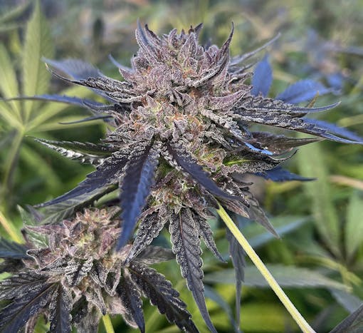 Harvest strains 2025