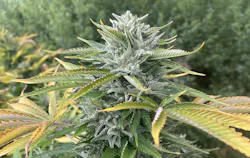 Harvest road trip 2026: Emerald Triangle genetics to watch image