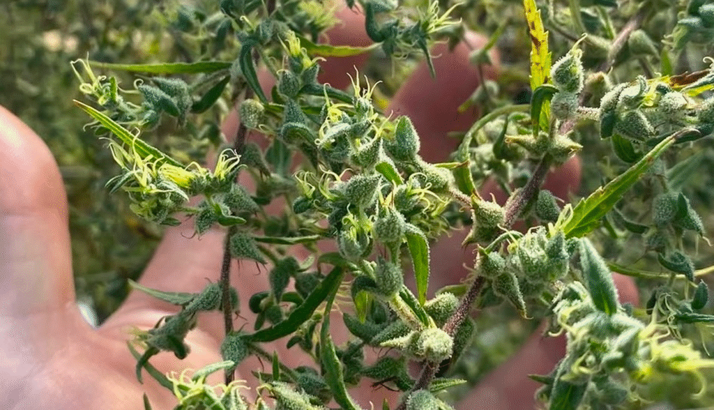 Harvest strains 2025: The genetics shaping the future of cannabis