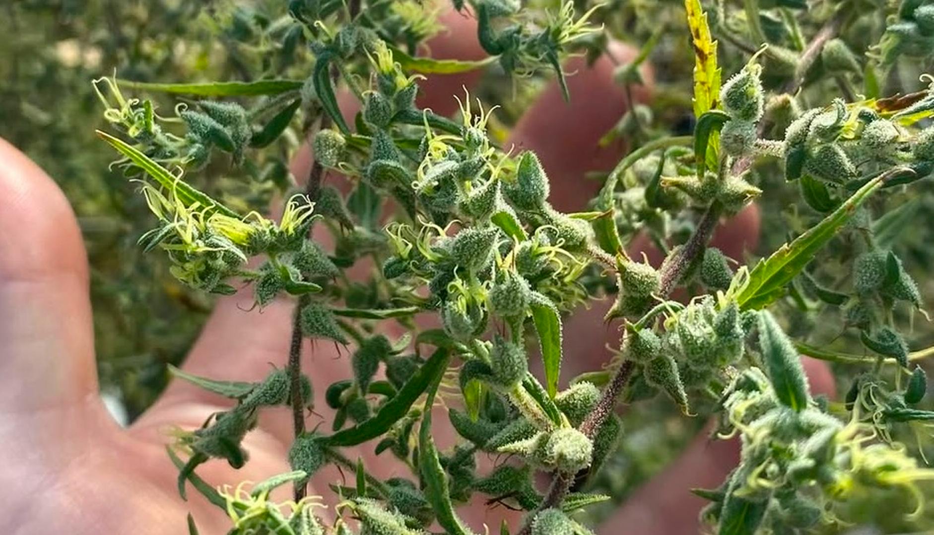 Harvest strains 2025: The genetics shaping the future of cannabis image