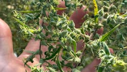 Harvest strains 2025: The genetics shaping the future of cannabis image