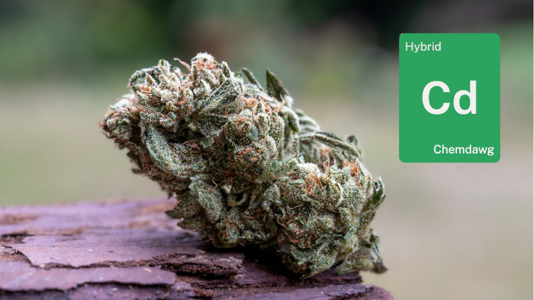 Chemdawg from Grass Valley: How Down OM Farms does it different