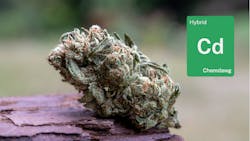 Chemdawg from Grass Valley: How Down OM Farms does it different image