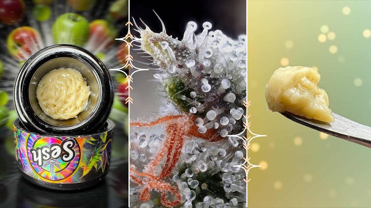 Meet Sesh by Sherlocks Glass—North Carolina’s leading THCA flower and live rosin brand, born from a glass museum image