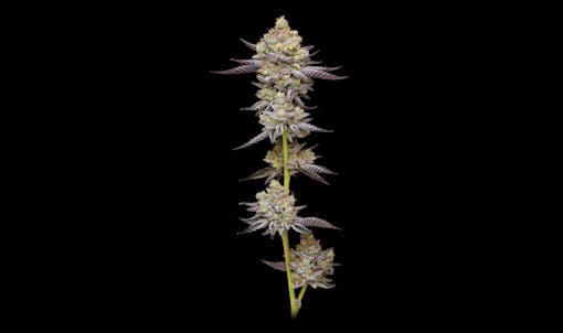 Hyper Za, winning pheno hunt strains