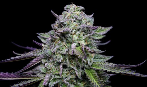 Candy Hustle, winning pheno hunt strains