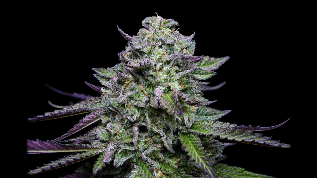 The winning strains from Humboldt Seed Company’s latest pheno hunt