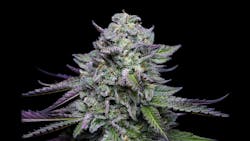 The winning strains from Humboldt Seed Company’s latest pheno hunt image