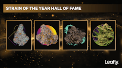 A look back at the Leafly Strain of the Year hall of fame image