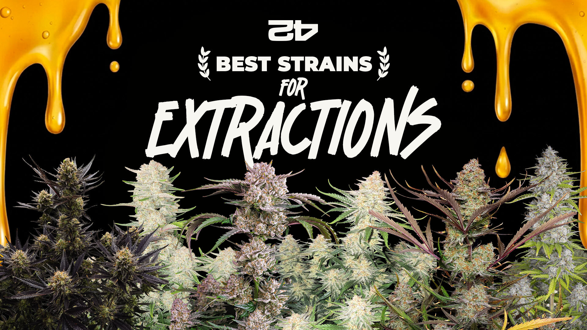 The best autoflowering seeds from Fast Buds for cannabis extraction
