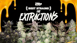 The best autoflowering seeds from Fast Buds for cannabis extraction image
