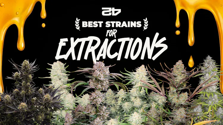 The best autoflowering seeds from Fast Buds for cannabis extraction image