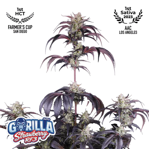Strawberry Gorilla Auto RF3 image