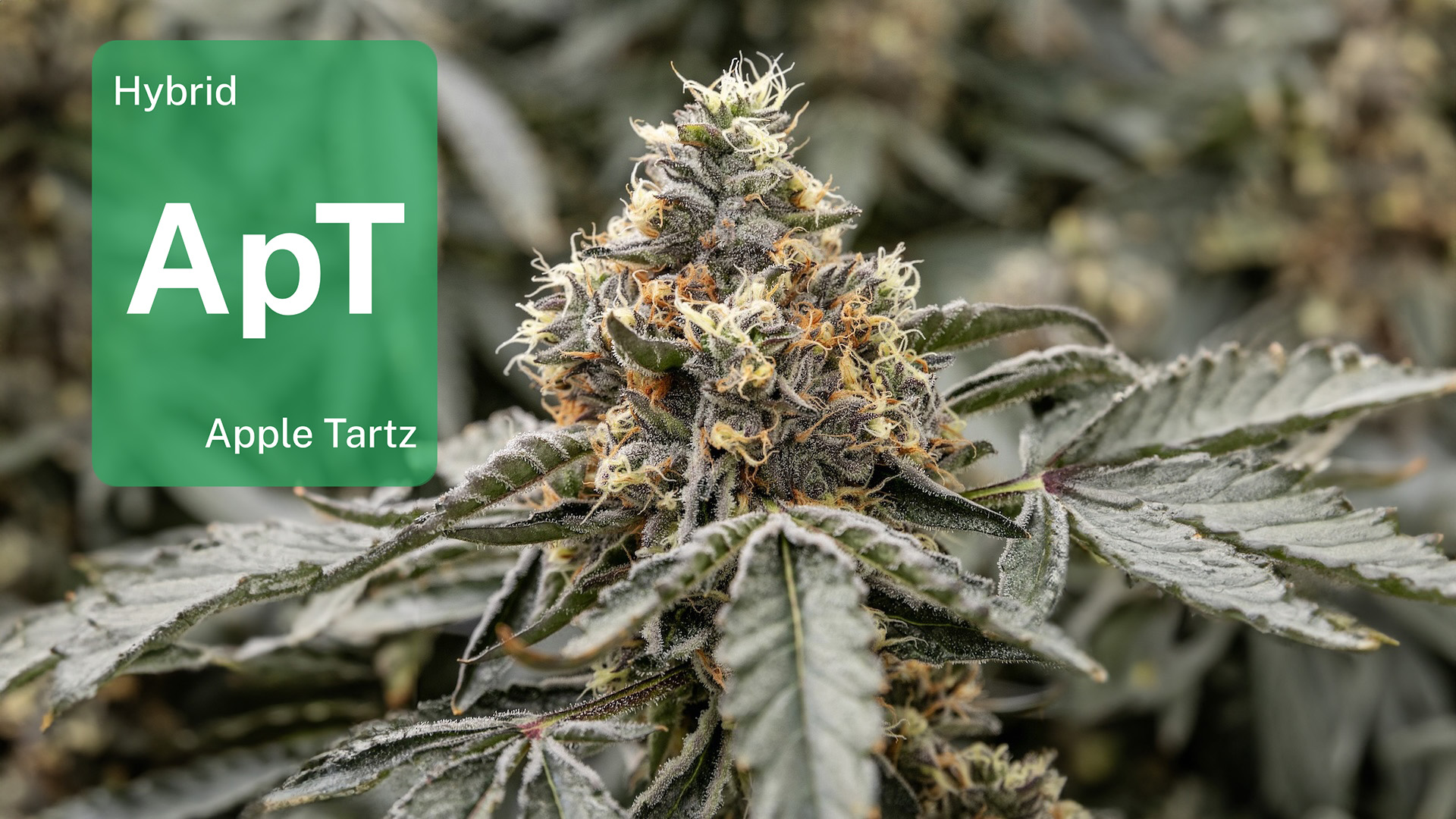 Apple Tartz in Michigan: See how Glacier Cannabis gets this heavy hitter just right