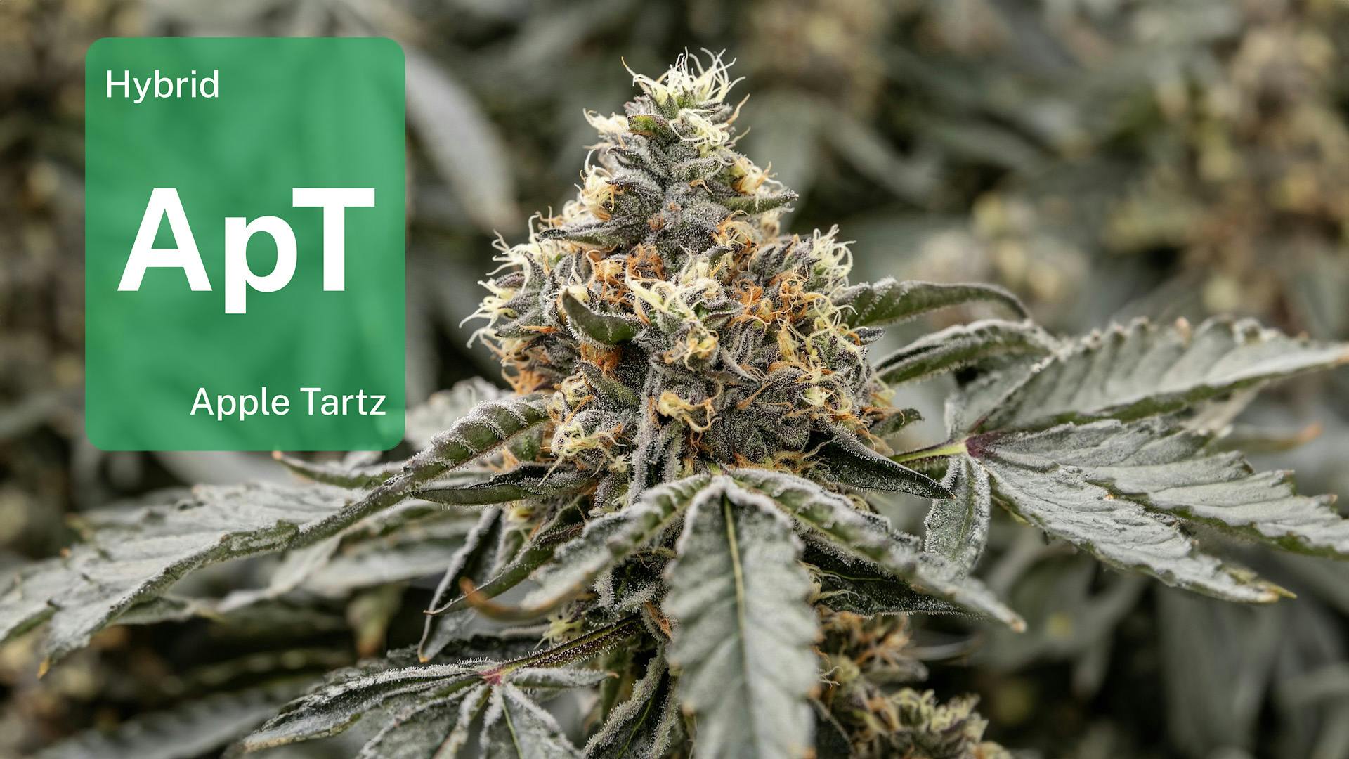 Apple Tartz in Michigan: See how Glacier Cannabis gets this heavy hitter just right image