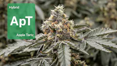 Apple Tartz in Michigan