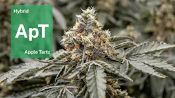 Apple Tartz in Michigan: See how Glacier Cannabis gets this heavy hitter just right image