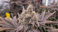 How to grow Hash Burger seeds, Leafly Strain of the Year 2025 image