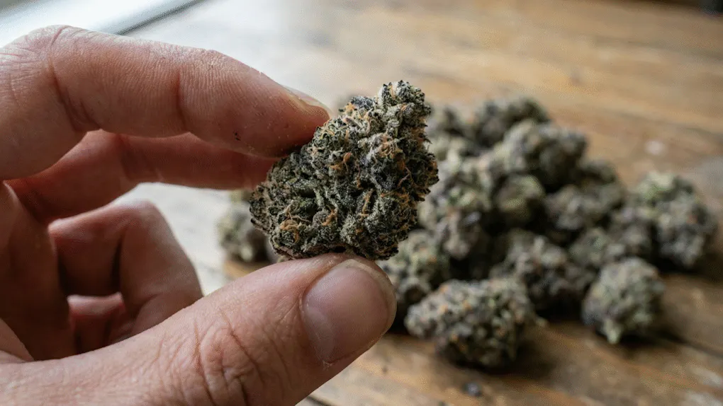 How to grow Hash Burger seeds, Leafly Strain of the Year 2025 | Leafly
