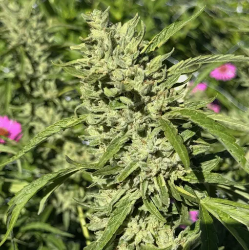 Fire Horse OG nug image