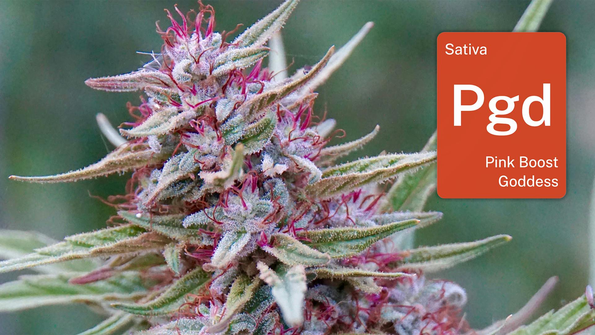Pink Boost Goddess in Mendocino: Discover Emerald Spirit Botanicals magical family farm image