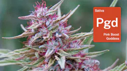 Pink Boost Goddess in Mendocino: Discover Emerald Spirit Botanicals magical family farm image