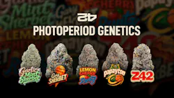 Five photoperiod Fast Buds strains built for resin, terpenes, and yield image