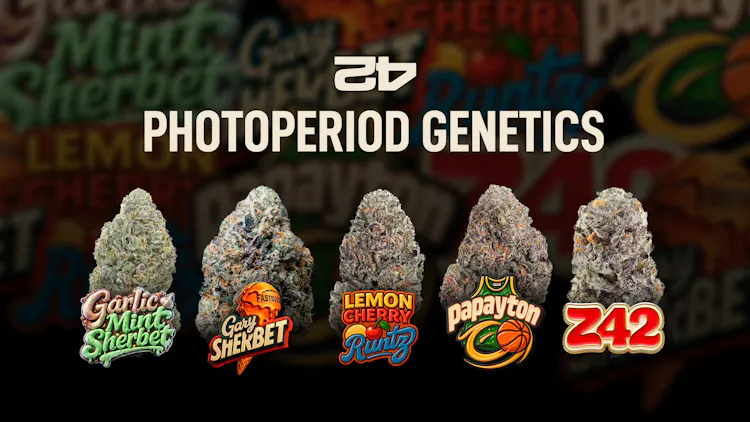 Five photoperiod Fast Buds strains built for resin, terpenes, and yield image