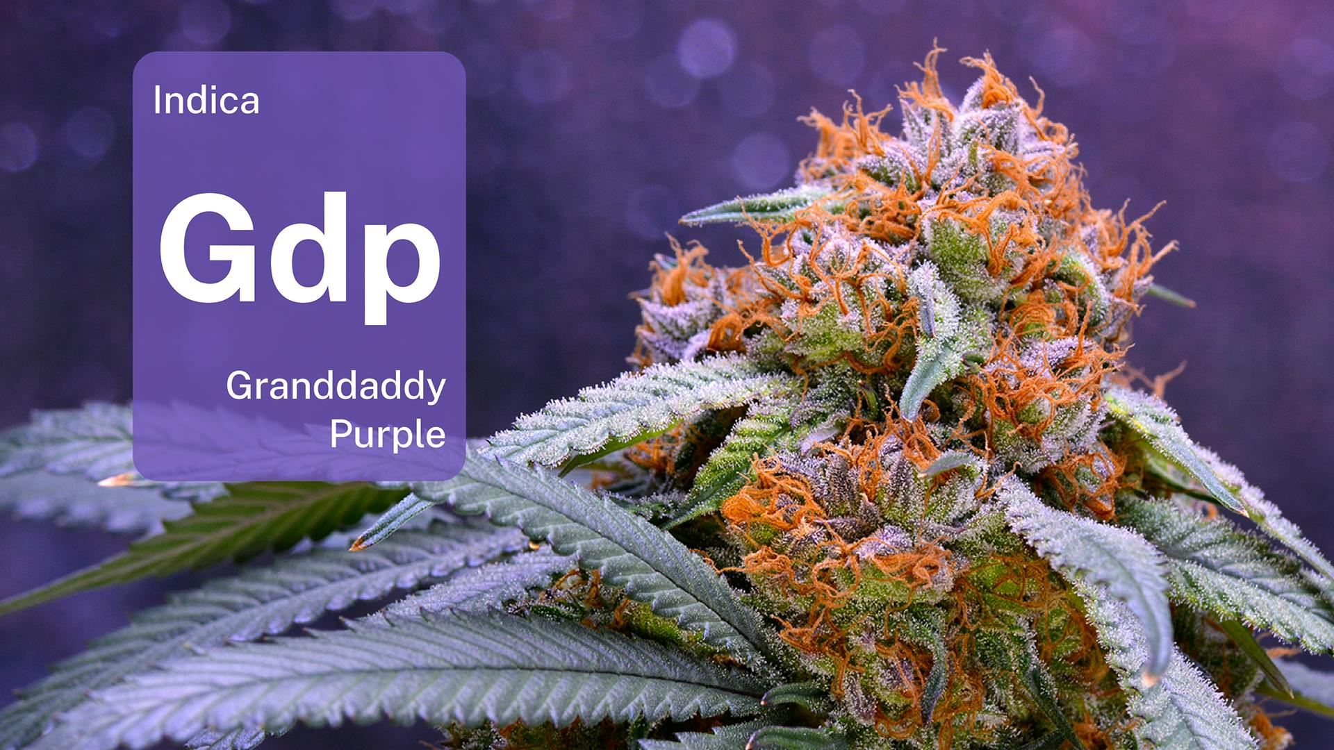Meet the daddy of Granddaddy Purple image
