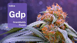 Meet the daddy of Granddaddy Purple image