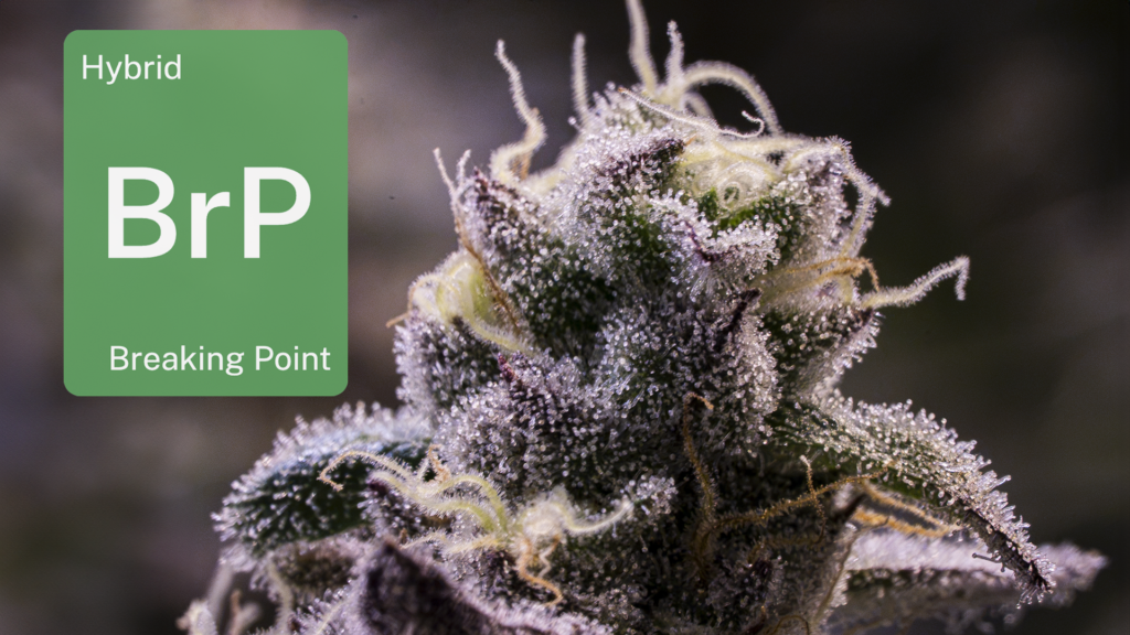 Breaking Point in Phoenix: Inside Grow Sciences' desert wonderland