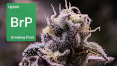 Breaking Point by Grow Sciences