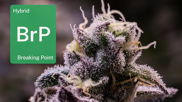 Breaking Point by Grow Sciences
