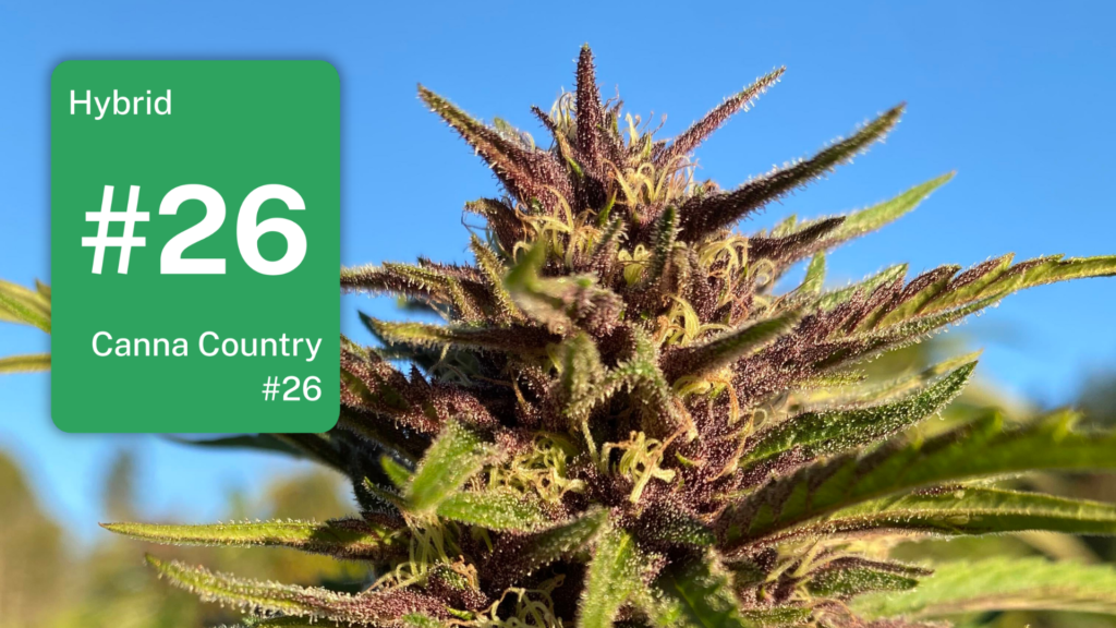 Canna Country #26 in Southern Humboldt: The Ocimene Queen of Canna Country Farms